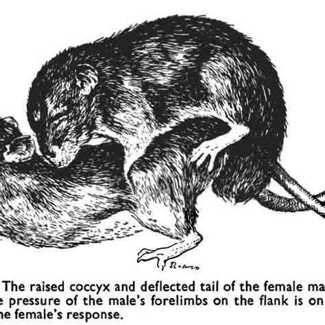 The Significance of Female Rat Behavior at the End of the Week