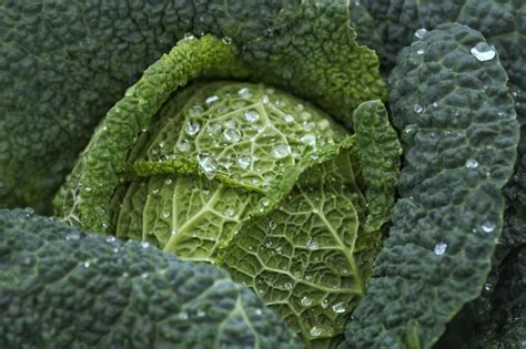 The Significance of Fresh Cabbage in Dreams