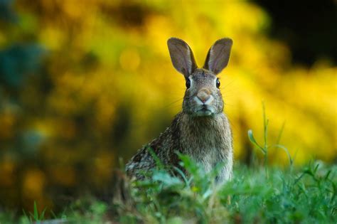 The Significance of Hares and Bunnies in Folklore and Mythology Around the World