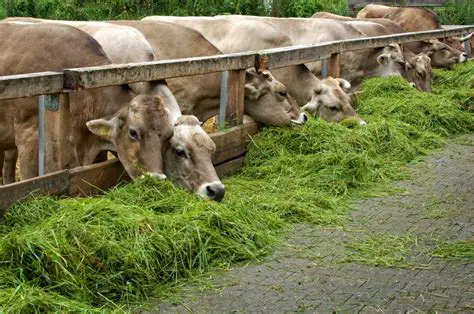 The Significance of Hay in Livestock Farming