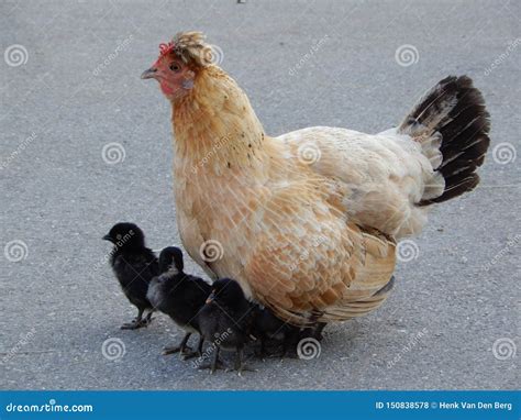 The Significance of Imagining a Pearly Hen Accompanied by Young Ones