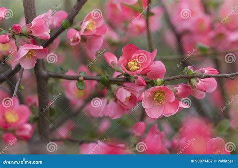 The Significance of Japanese Quince as a Dream Symbol: A Closer Look