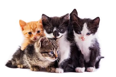 The Significance of Kittens in Dream Interpretation