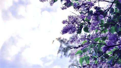 The Significance of Lilac in Dreams