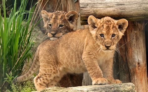 The Significance of Lion Cubs in Women's Nighttime Fantasies