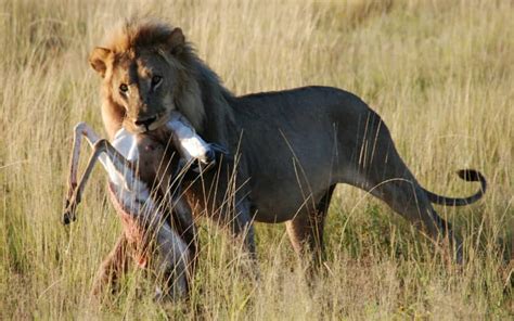 The Significance of Lion Fantasies in Their Survival and Hunting Skills