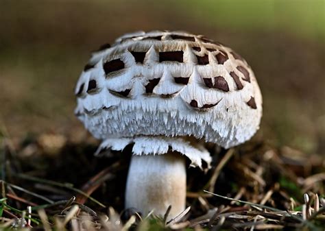 The Significance of Mushroom Dreams in Personal Development