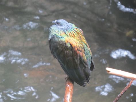 The Significance of Observing an Avian Creature in a Reverie