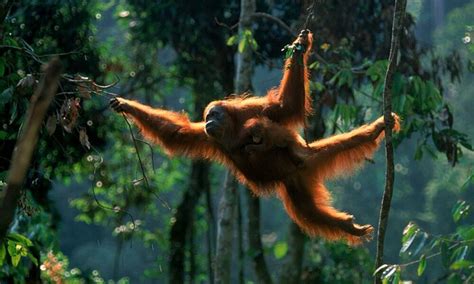 The Significance of Orangutans in Indigenous Cultures: Legends and Folklore