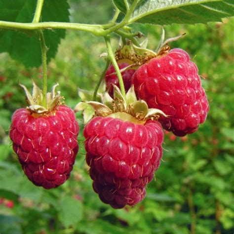 The Significance of Raspberries in the Dream World