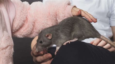 The Significance of Rats in the Female Psyche