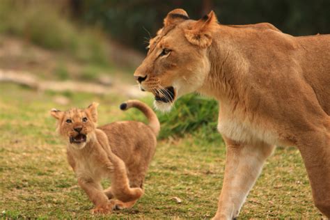 The Significance of Reveries for Young Lions and Lionesses