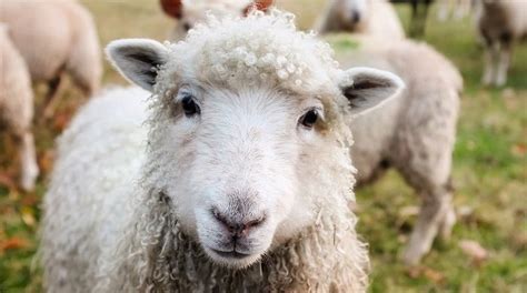 The Significance of Sheep in Dreams: Exploring Their Symbolic Role