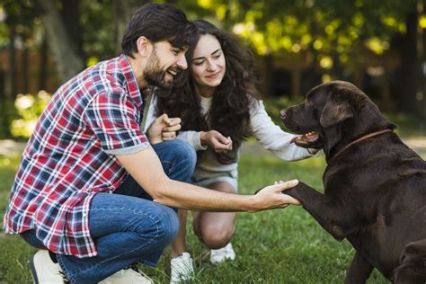 The Significance of Small Canine Companions in Dreamscapes and Their Influence on Personal Development