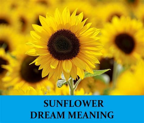 The Significance of Sunflower Seeds in Dreams