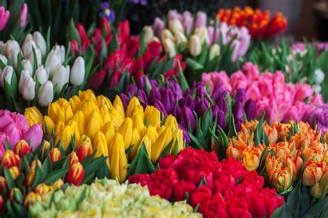 The Significance of Tulip Bulbs as a Representation of Natural Beauty