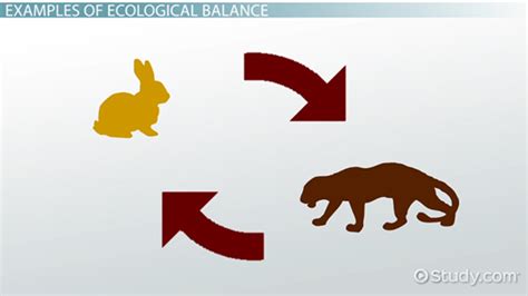 The Significance of Ursine Mammals in Maintaining Ecological Equilibrium