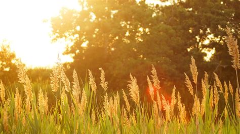 The Significance of Verdant Turf in Icy Season for Females 