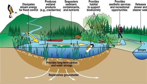 The Significance of Wetlands in Field Visions