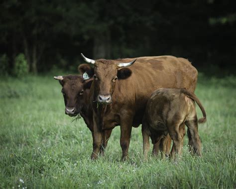 The Significance of a Bovine Creature as a Symbol of Plentifulness and Reproductive Potential