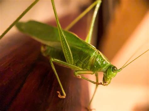 The Significance of a Colossal Locust during a Reverie