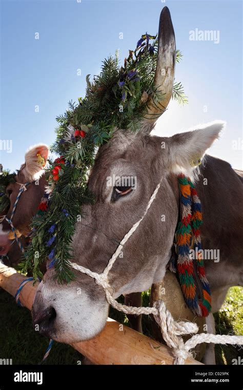 The Significance of a Dark Bovine Creature Adorned with Cow Appendages