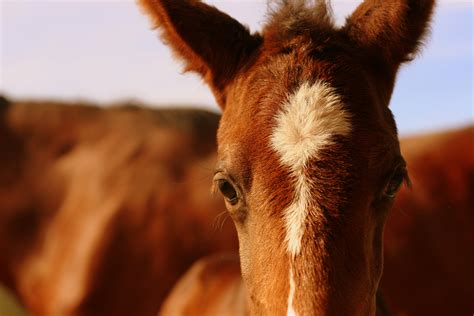 The Significance of a Female Presence in the Vision of a Chestnut Young Horse