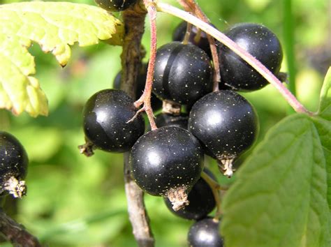 The Significance of a Fruitful Ribes nigrum Plant