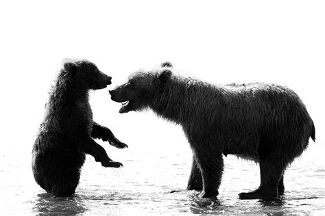 The Significance of a She-Bear and Bear Cub Pairing