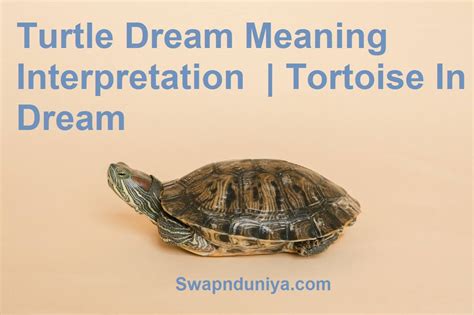 The Significance of a Tiny Tortoise in Dreams