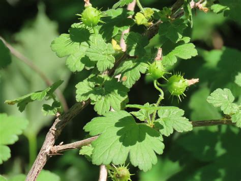 The Significance of an Envisioned Fecund Ribes Bush