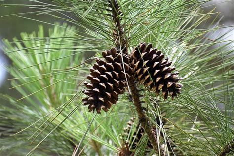 The Significance of the Festive Conifer in Various Cultures