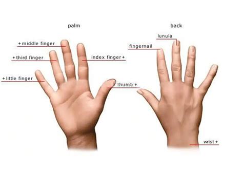 The Significance of the Fourth Finger on the Right Hand