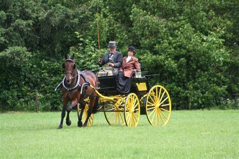 The Significance of the Horse in Carriage Symbolism: Dominance, Liberation, and Metamorphosis