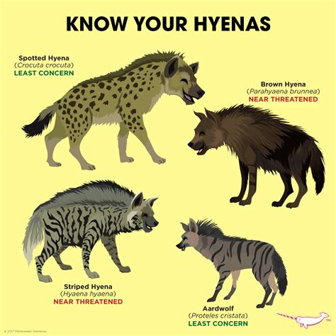 The Significance of the Hyena in Various Cultures