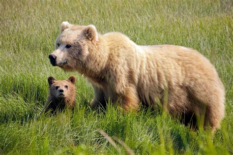 The Significance of the Precious Young Brown Bear