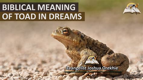 The Significance of the Toad Symbol in Dream Interpretation