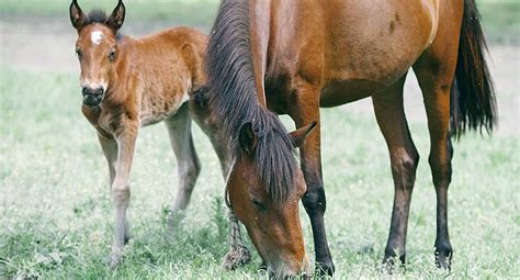 The Special Connection Between a Mare and its Foal