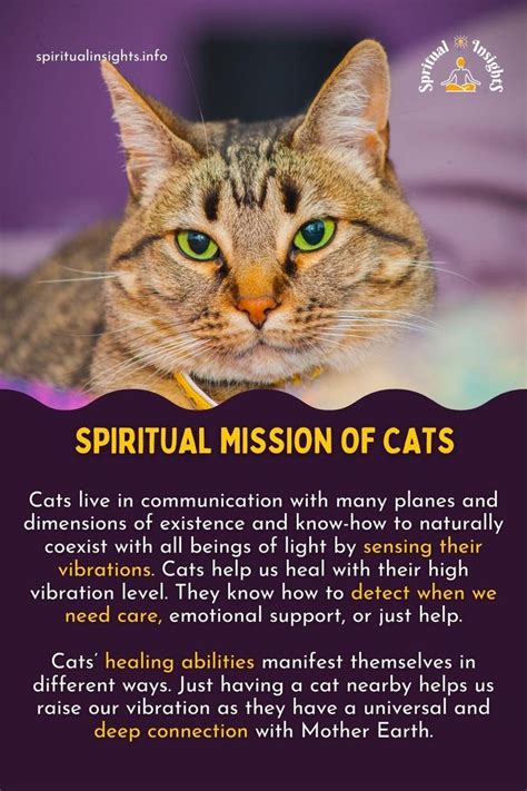 The Spiritual Aura of Cats: How Their Presence in Dreams Influences Our Existence