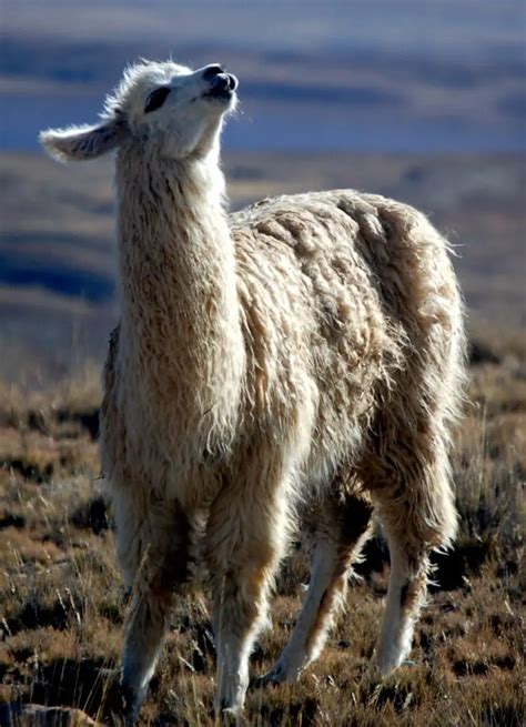 The Spiritual Connections: Llama Dreaming and Its Impact on Inner Development