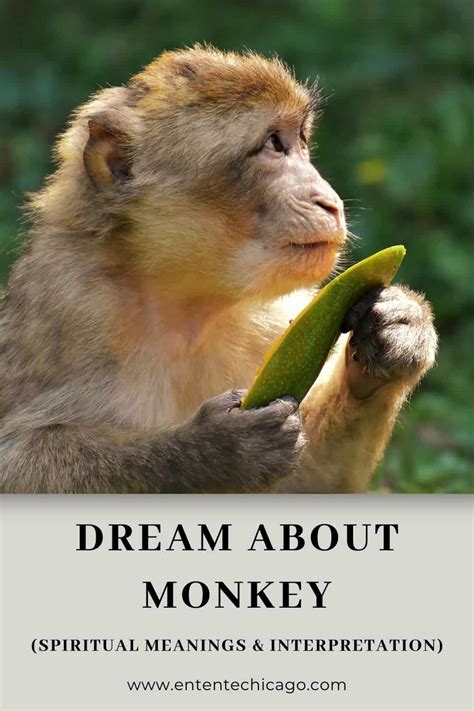 The Spiritual Interpretation of Dreaming about Assisting a Primate Grooming Tool