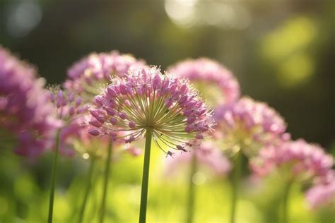 The Spiritual Significance of Dreaming About Allium and Plants from the Genus Allium Family