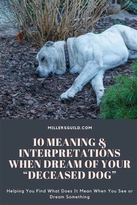The Spiritual Significance of Seeing a Departed Canine Companion in Your Dreams