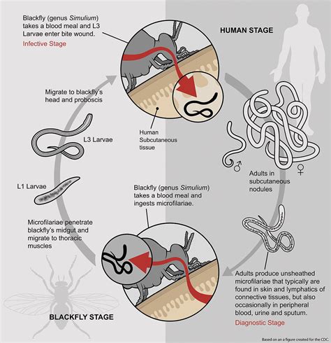 The Spread of Parasites Outside Residential Environments