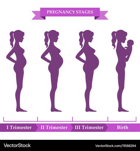 The Stages of Pregnancy: An Enchanting Transformation