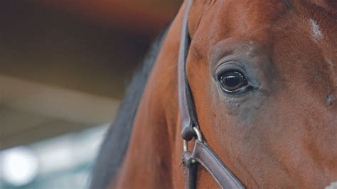 The Strength of Equine Vision: Unveiling the Essence of Significance