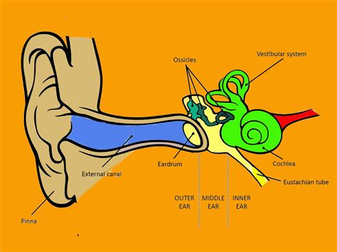 The Structure of the Ear and its Influence on the Fit of Earphones