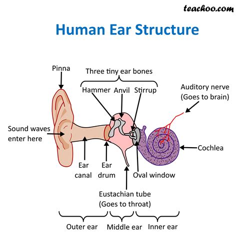 The Structure of the Human Ear