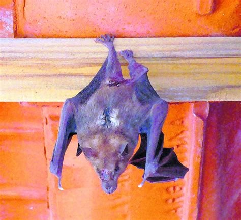 The Superstitious Beliefs Surrounding Bats