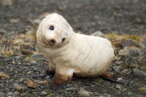 The Surprising Advantages of Grasping the Imaginative Reveries of Infant Seals